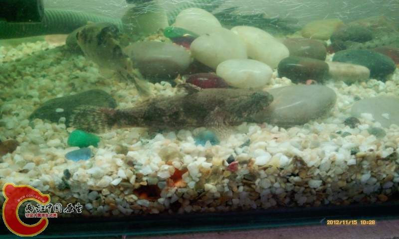 就这个，味道不错喔