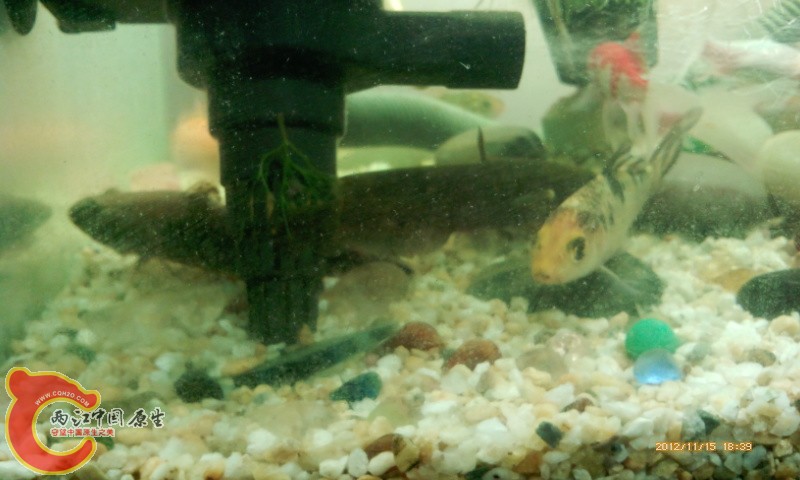 还有一条小鲶鱼，它怎么养啊