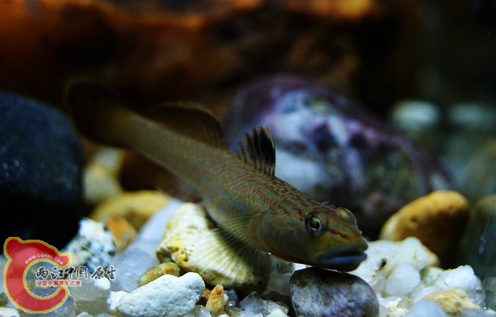 东北褐吻 (1).JPG