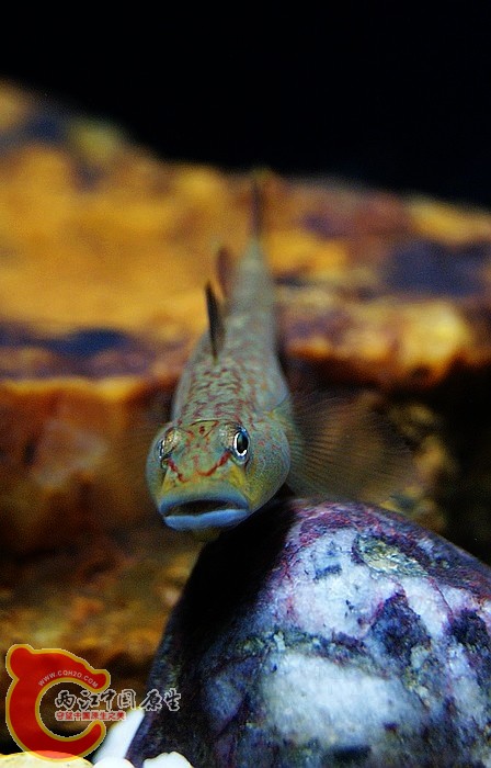 东北褐吻 (2).JPG