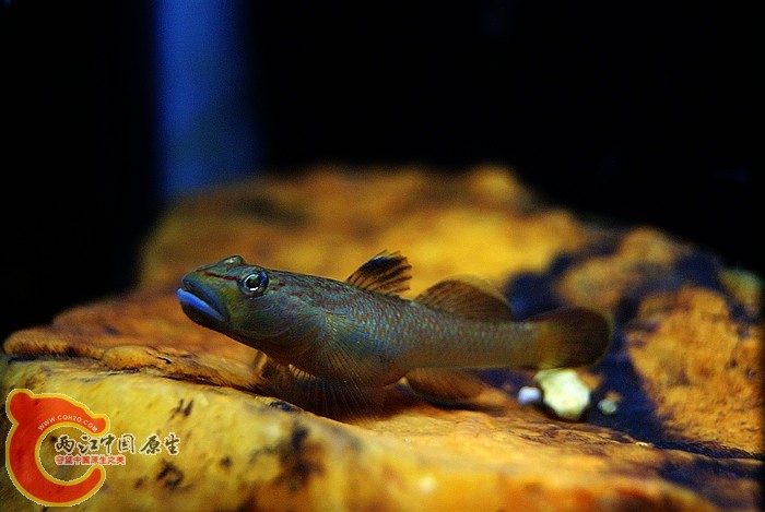 东北褐吻 (3).JPG