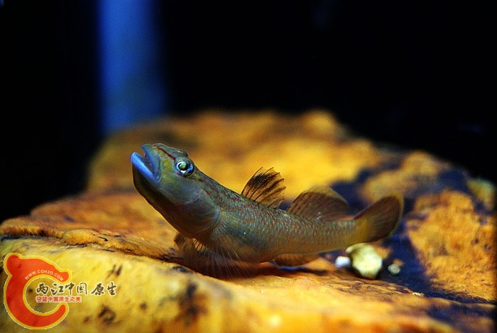 东北褐吻 (4).JPG