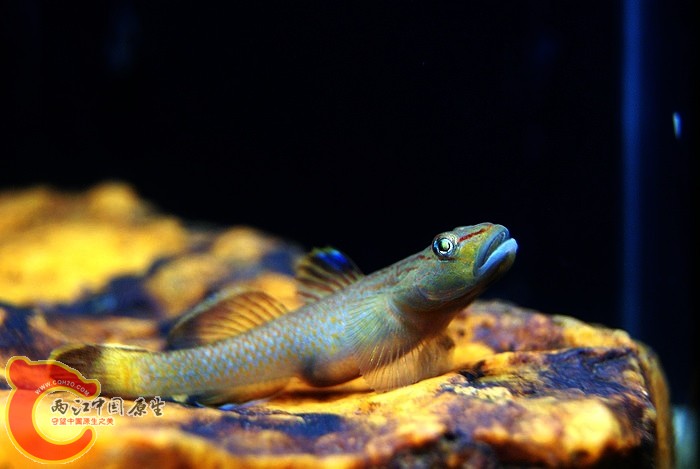 东北褐吻 (5).JPG