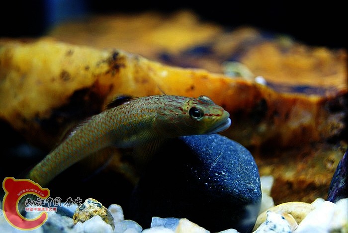 东北褐吻 (6).JPG