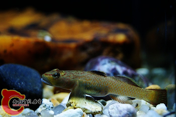 东北褐吻 (7).JPG