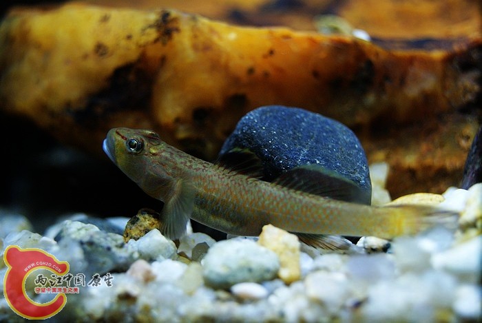 东北褐吻 (8).JPG