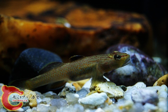 东北褐吻 (9).JPG