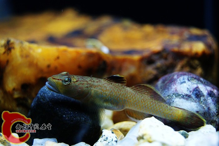 东北褐吻 (10).JPG