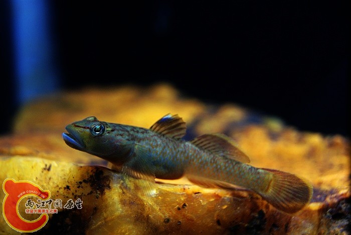 东北褐吻 (11).JPG