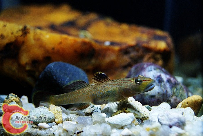 东北褐吻 (12).JPG