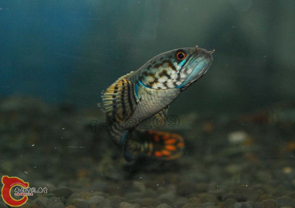 DSC_2511 拷贝.jpg