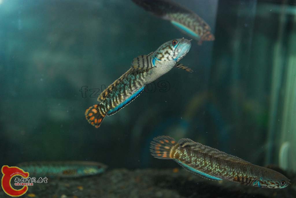 DSC_2513 拷贝.jpg