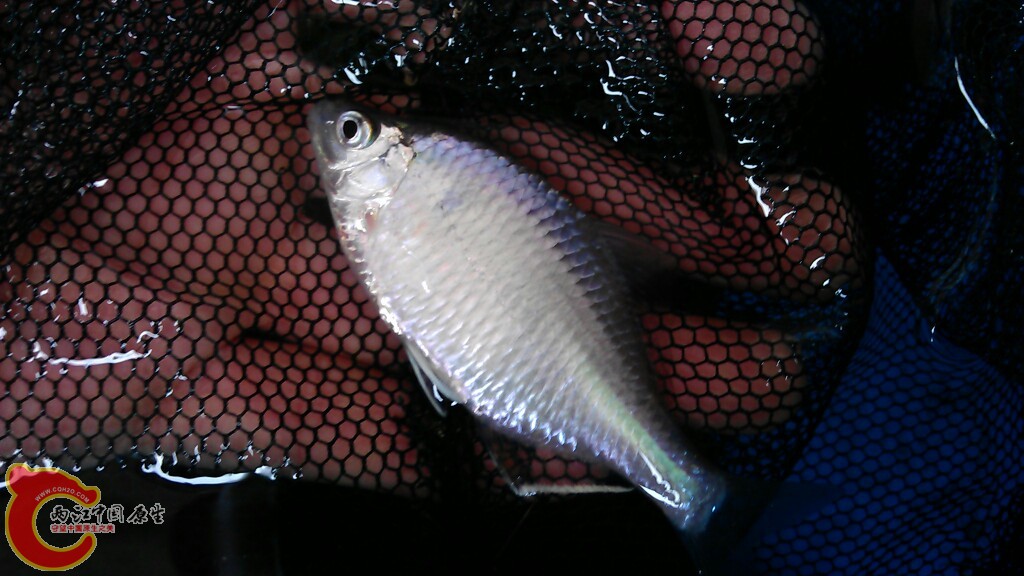 IMAG0456.jpg