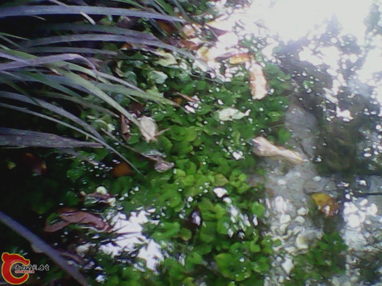 img0811_180024393.jpg