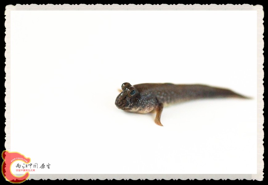 DSC00487_副本.jpg