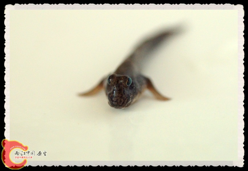 DSC00486_副本.jpg