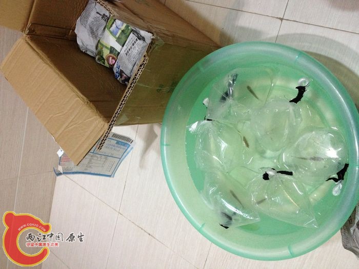 原谅我网购的原生 真心不是每个人都有时间和地点去野采啊 工作繁忙