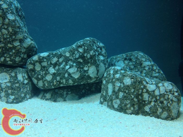 几天后问题出现了 由于菲律宾沙太白 鳑鲏没有显色 更糟糕的是棒花身上的黑斑全部消失 这一切深深验证了 白色 ...