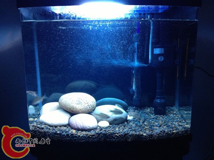 鱼从入缸那一刻起 不再躲在水泵后面 明显胆大活跃多了 暗色环境真是很重要啊