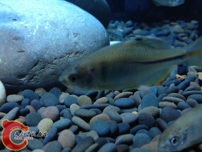 本人云南 小时候记忆里 能采到的都是高体吧 所以这次买了点中华和方式 但愿以后能去采点高体 