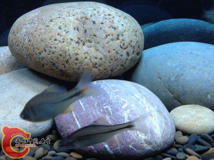 方式体型小 胆子小 但体色偏暗 侧线很蓝很亮