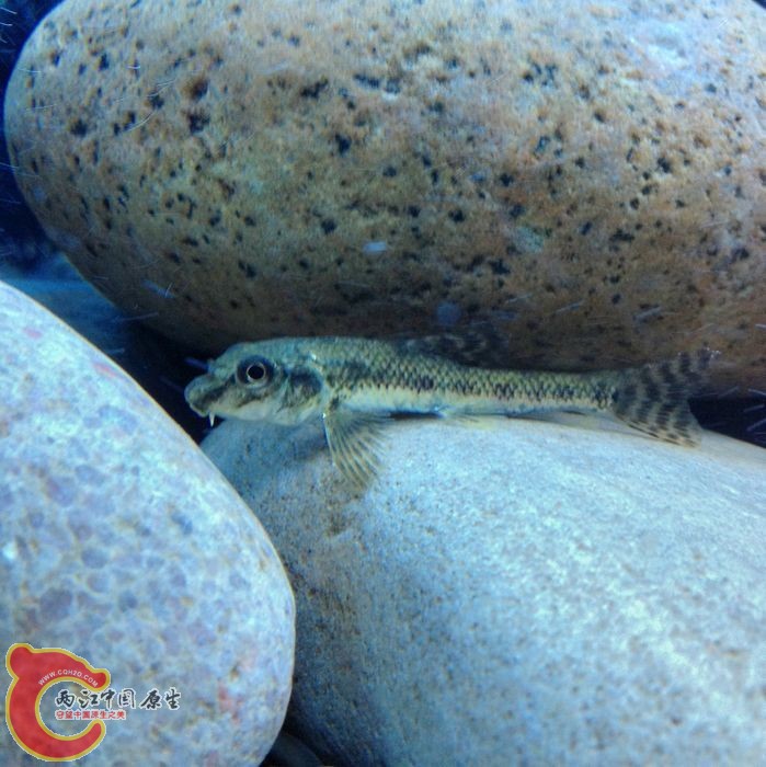 棒花用来清理卡在底沙缝里的饲料不错 很勤快