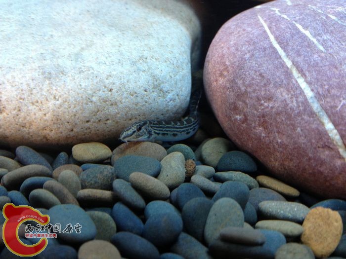 长一张马脸 白天喜欢躲起来 本人新手 此贴旨在和大家分享和交流对原生鱼的粗浅认识 如果不是之处 勿责 ...