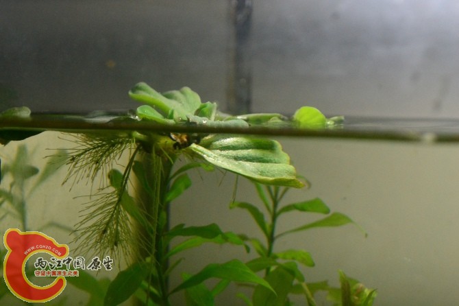 水族缸 (2).jpg