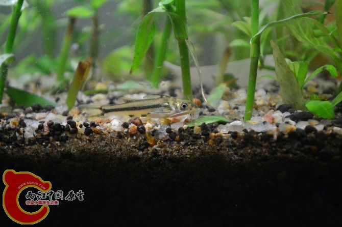 水族缸 (11).jpg