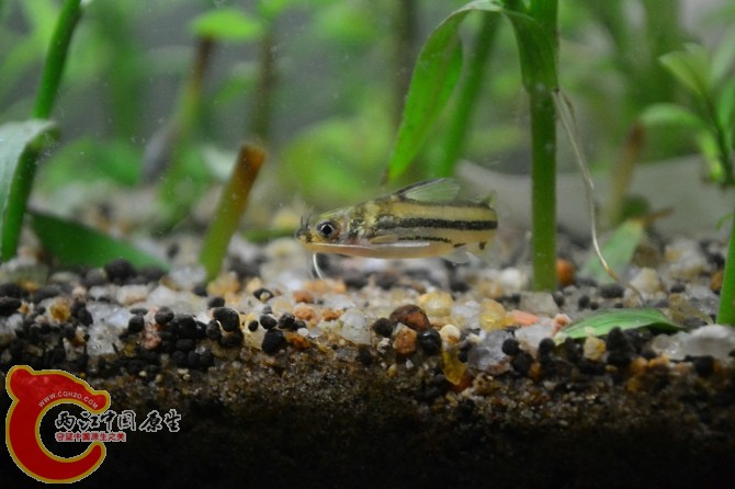 水族缸 (14).jpg