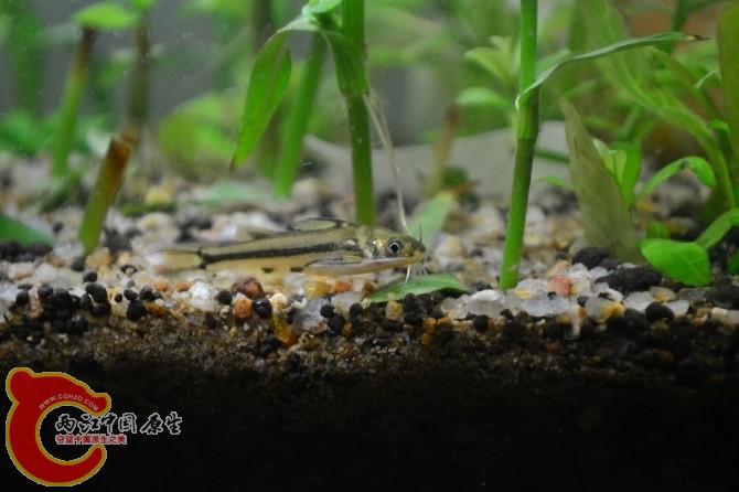 水族缸 (17).jpg