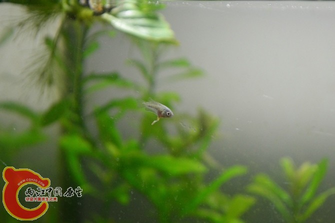 水族缸 (20).jpg