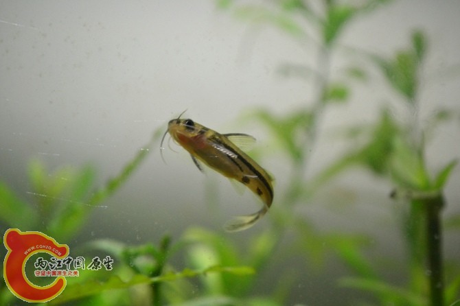 水族缸 (21).jpg