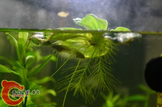 水族缸 (23).jpg