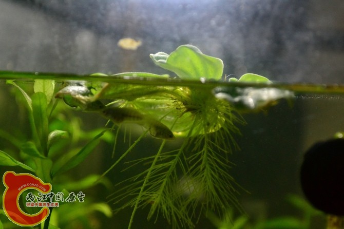水族缸 (24).jpg