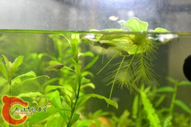 水族缸 (25).jpg
