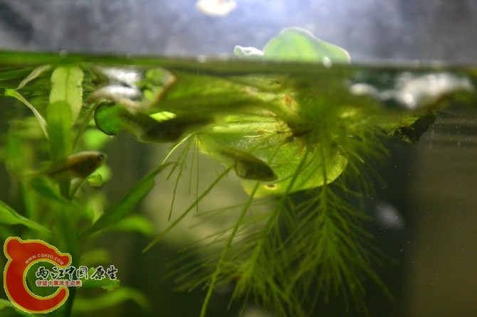 水族缸 (26).jpg