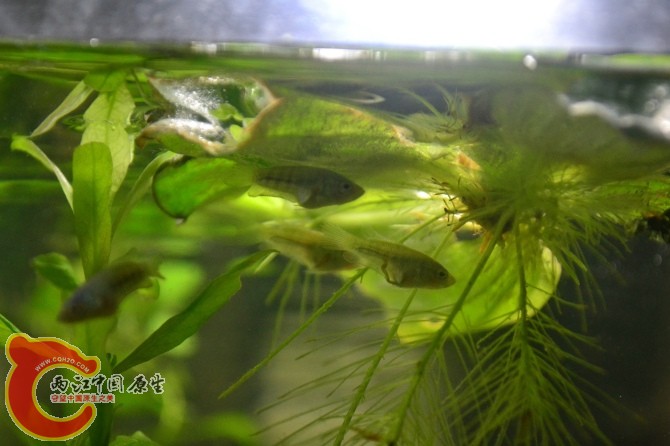水族缸 (27).jpg