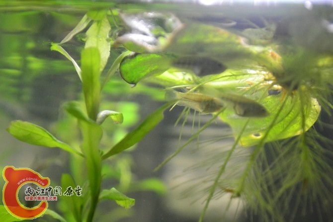 水族缸 (28).jpg