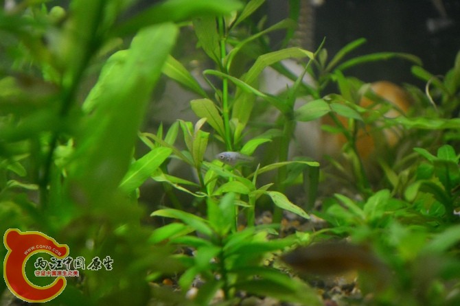 水族缸 (29).jpg
