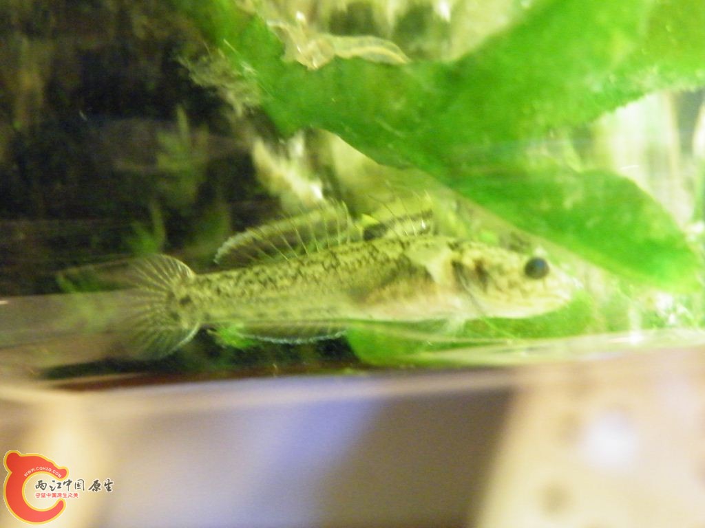 DSCF8701.JPG