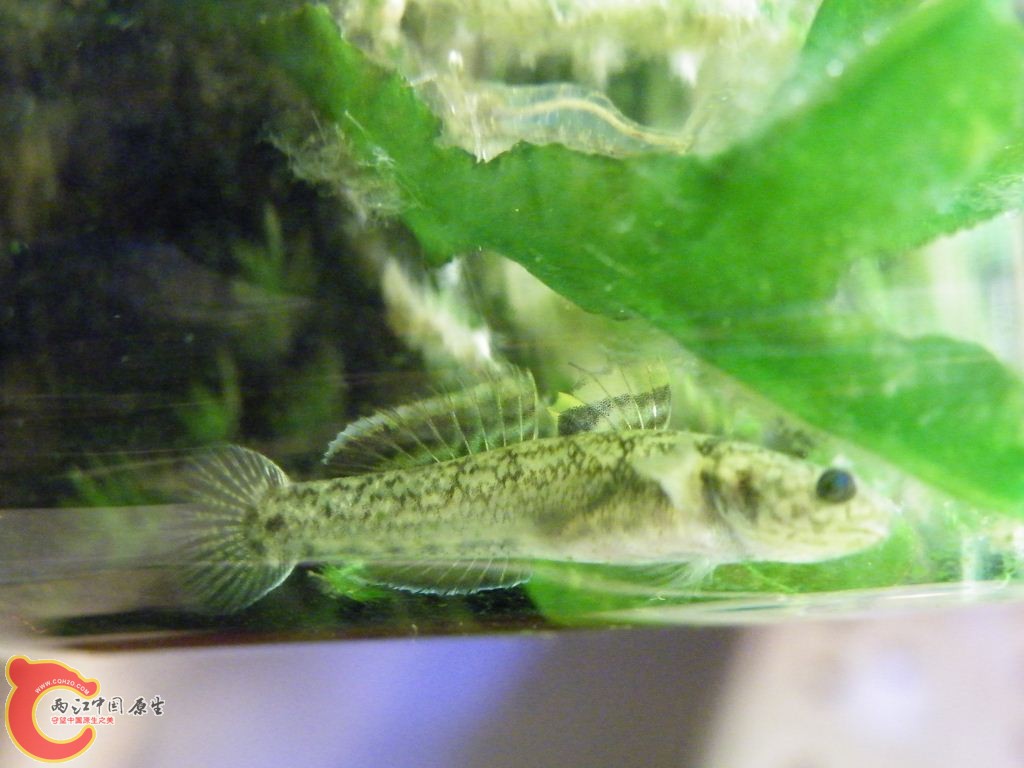 DSCF8702.JPG