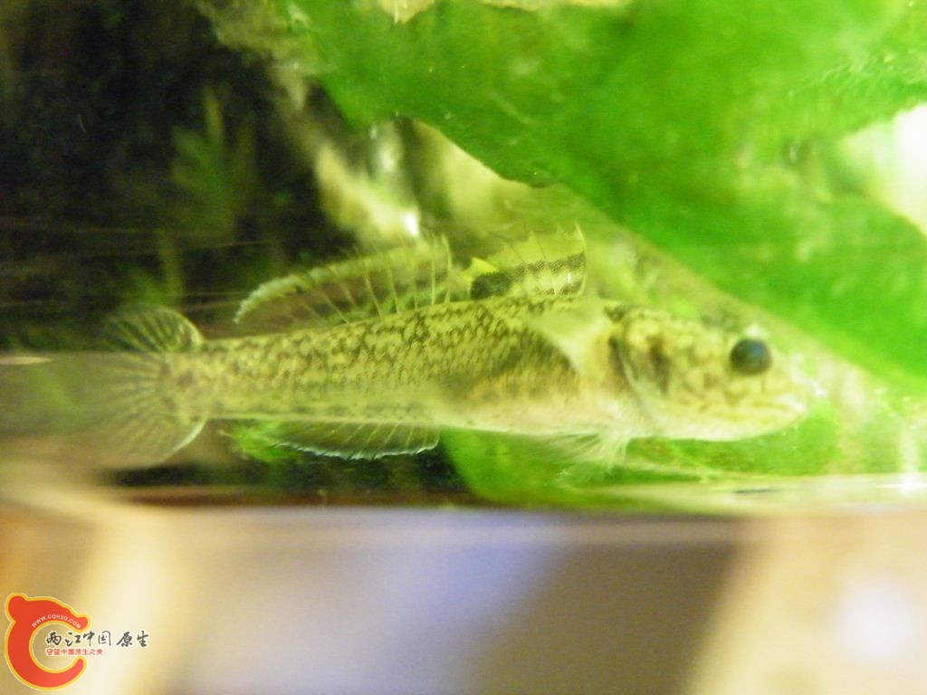 DSCF8703.JPG