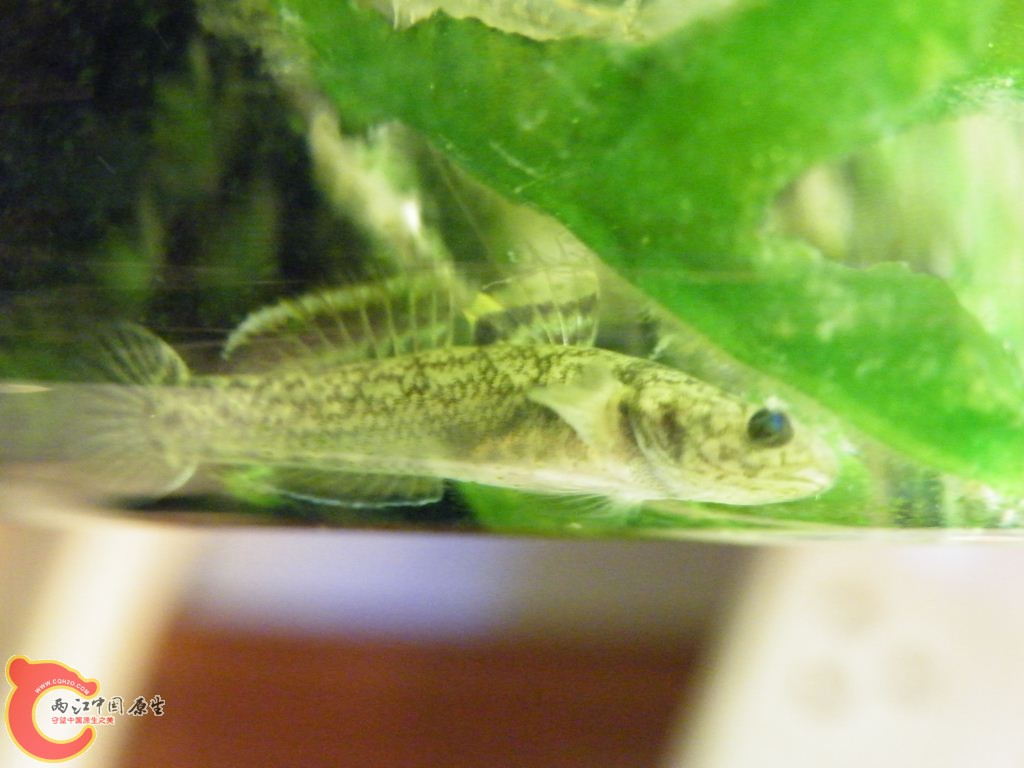 DSCF8704.JPG