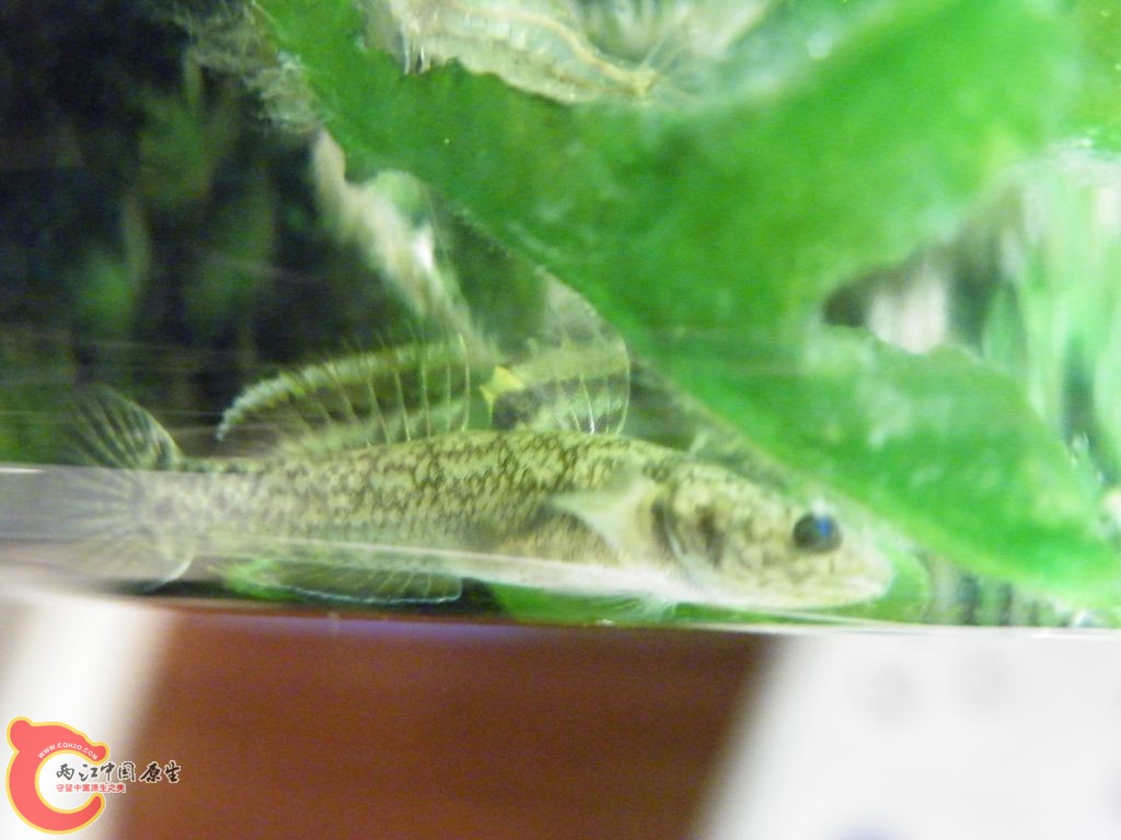 DSCF8705.JPG