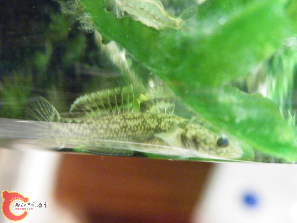 DSCF8706.JPG