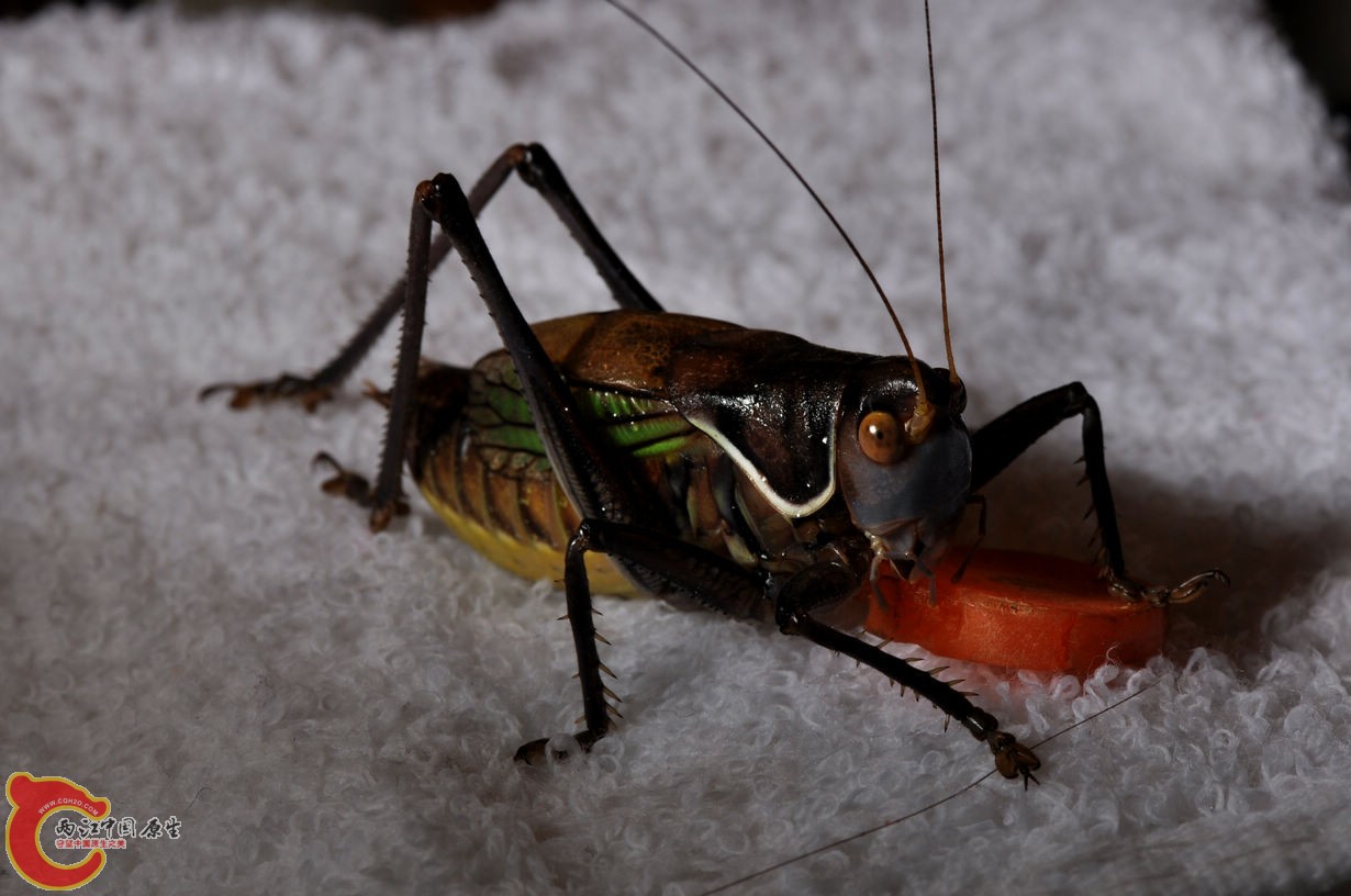 DSC_0005.jpg