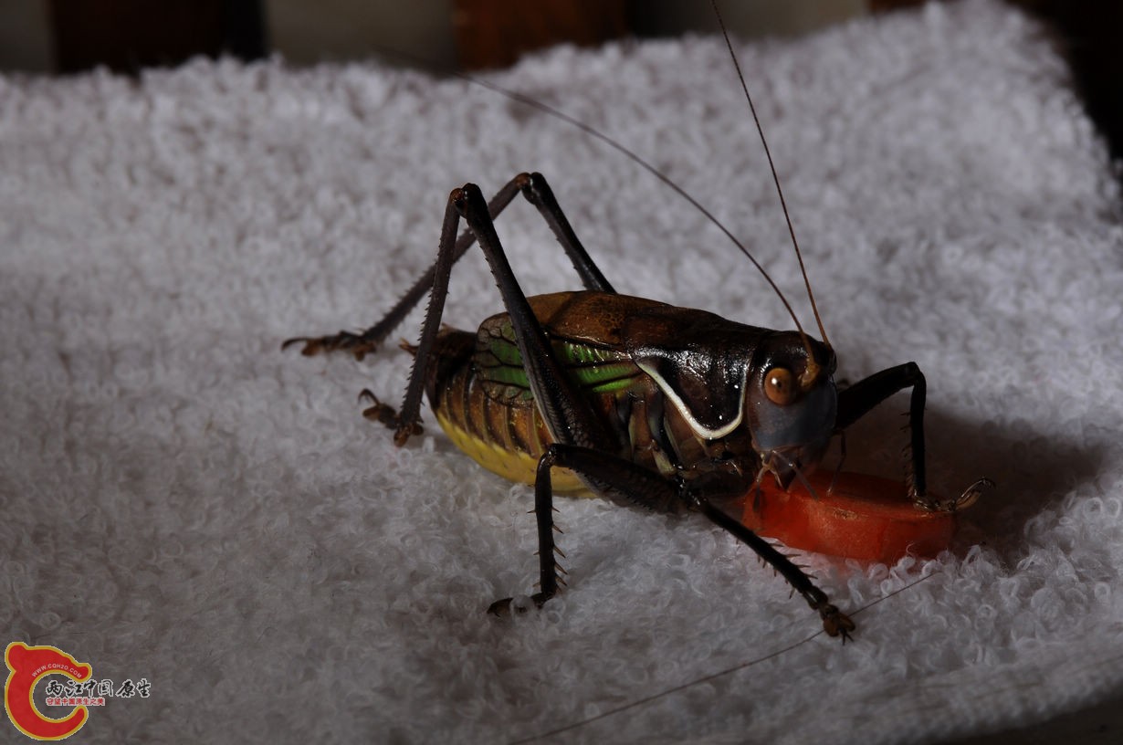 DSC_0012.jpg