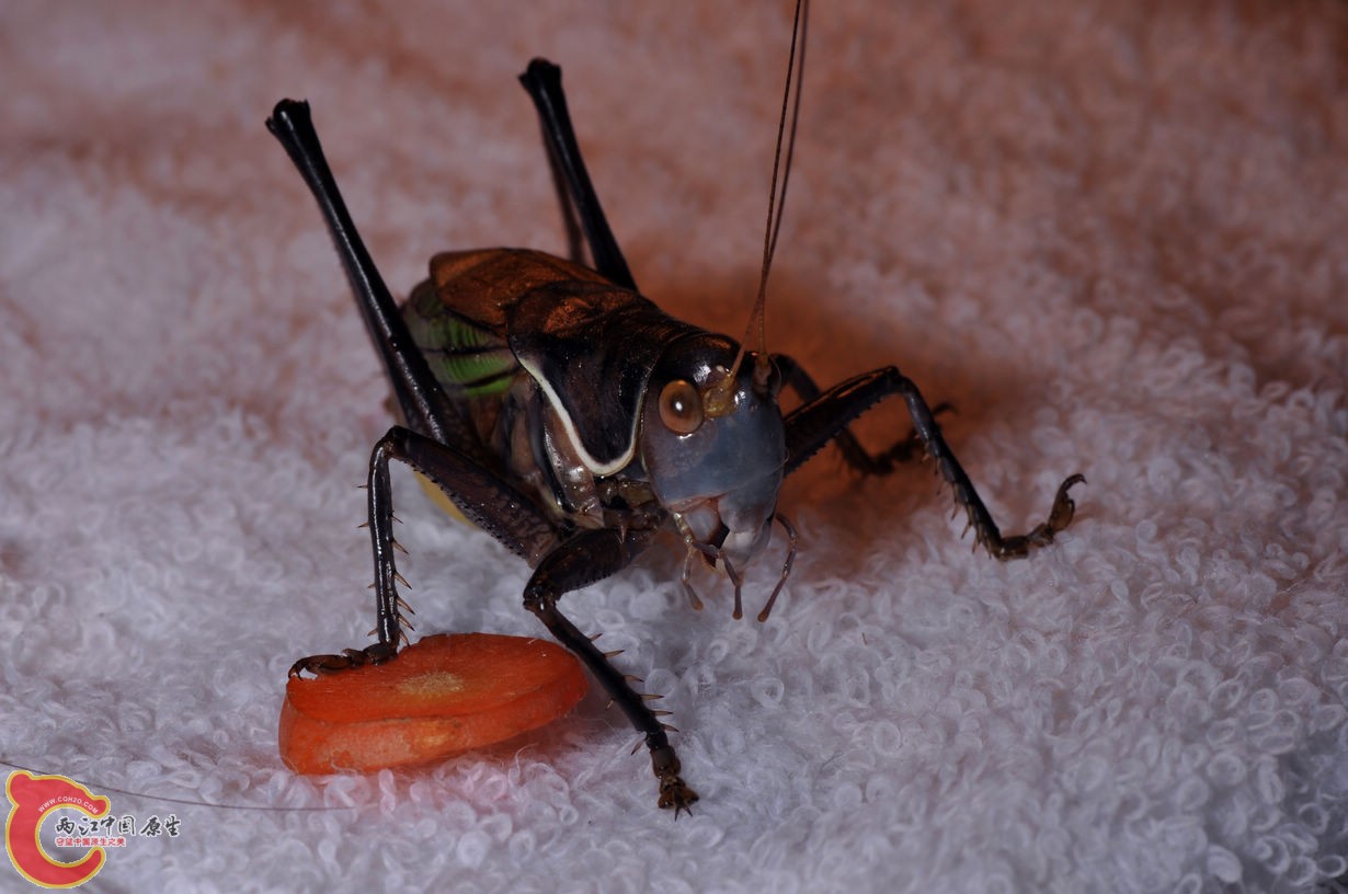 DSC_0037.jpg
