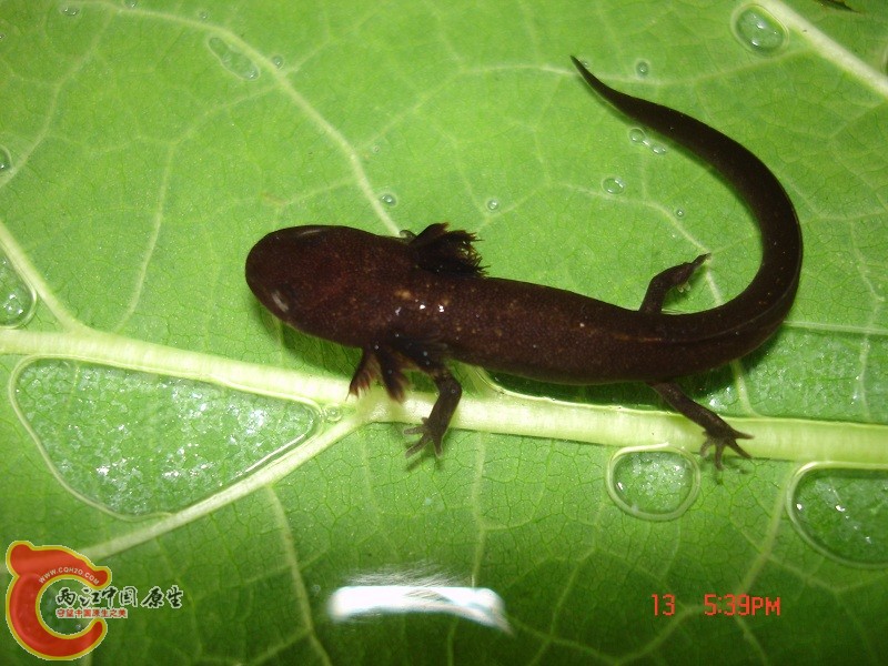 论文上的织金瘰螈幼体照片